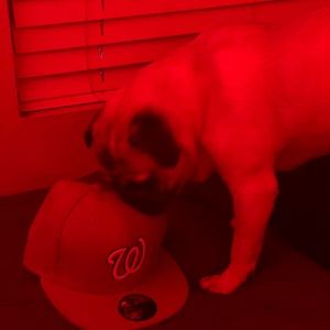 Meet your Posher, Austin